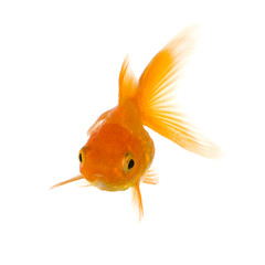 Goldfish in front of a white background © Eric Isselée