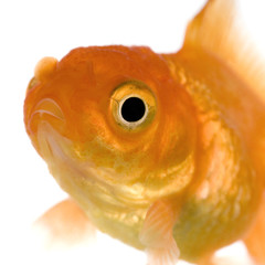 Goldfish in front of a white background © Eric Isselée