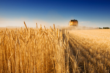 Fototapeta premium Harvest time