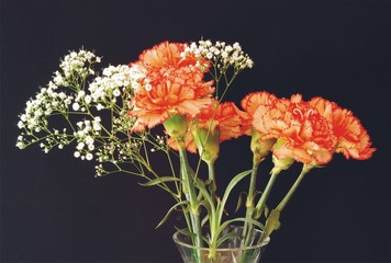 Carnations in a Vase