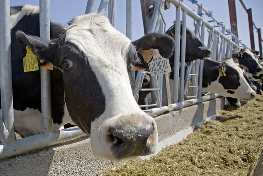 vaca  2696