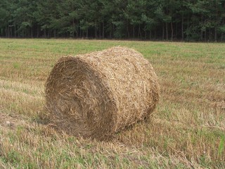 hay