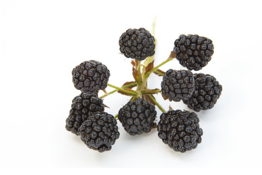 blackberry