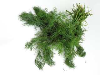 green dill bunch