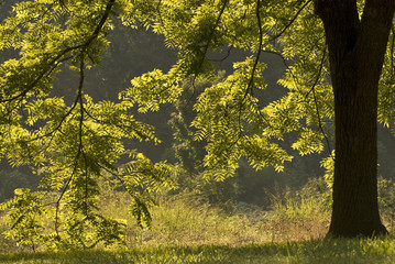 Backlit Walnut Tree