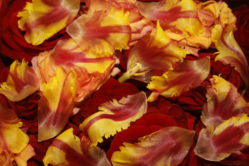 Petals of tulips and roses