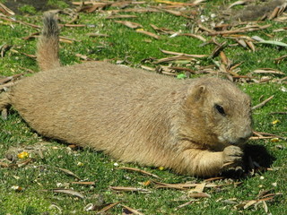 marmotte