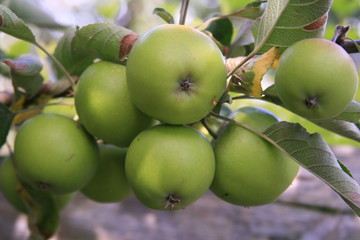 Apples on a tree