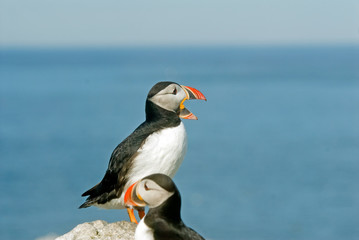 Welcom on Machias Seal Island