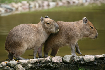 Wasserschweinchen