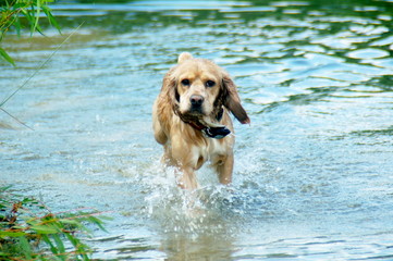 dog trotting in lake water