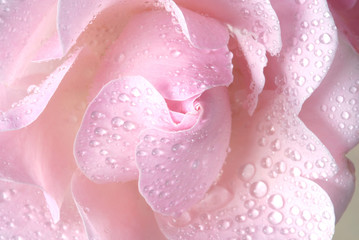 pink rose