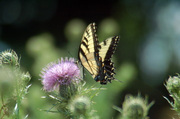 Butterfly on Thistle