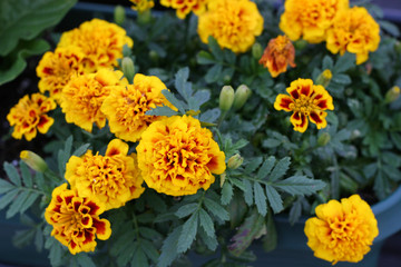 Chrysanthemums