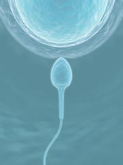 Sperm (The fecundation) - obrazy, fototapety, plakaty