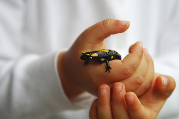 Fototapeta premium salamander on hands