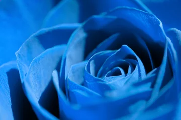 Deurstickers Macro blauwe roos close-up, bloem hoofd achtergrond
