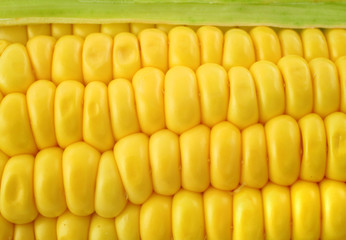 corn cob background