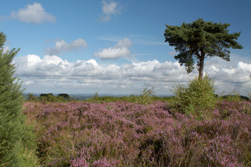 Ashdown Forest #10