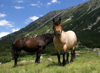 Two Wild Horses in the Mountain
