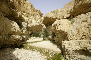 desert oasis in the dead sea region
