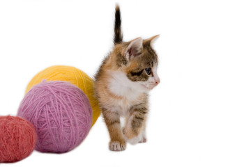 kitten and some ball of yarns