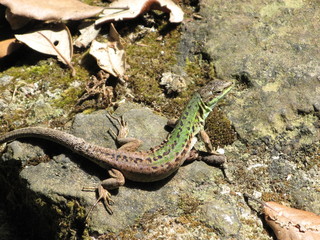lézard