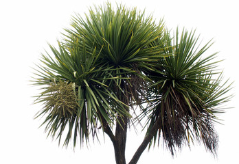 palm