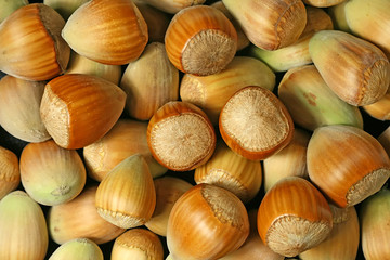 Hazel nuts