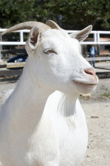 chèvre