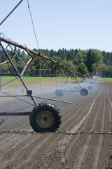 irrigating the field