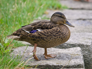 Duck in a park