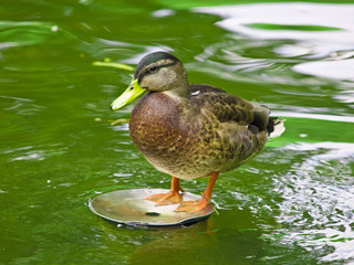 Fototapeta premium Duck in the park
