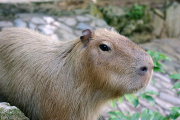 Capybara –The world’s largest rodent
