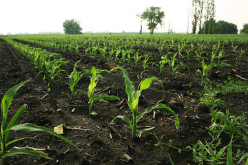 Fototapeta na wymiar rzędy kukurydzy
