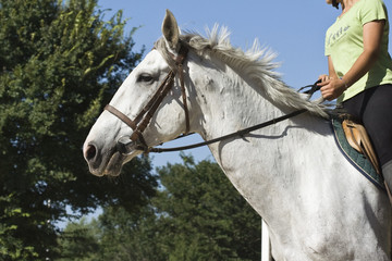 Chevaux J.Ribieff-97.dng