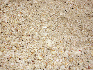 broken shells
