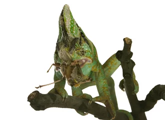 Papier Peint photo Caméléon chameleon