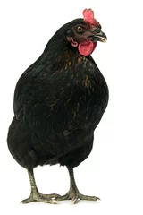Keuken foto achterwand Kip black chicken