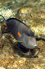 Fototapeta na wymiar Coral reef fish Acanthurus sohal