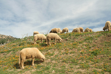 Lambs in calenduls meadow © Dreef