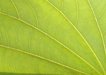 leaf close-up