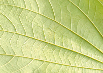 leaf