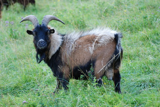 bouc