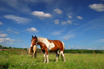 Fototapeta na wymiar Horses grazing in meadow