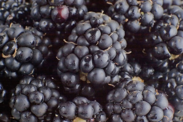 Blackberries background.