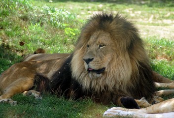 Lion