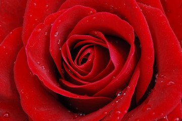 Red rose