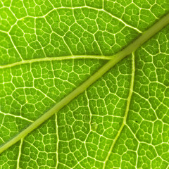 Green leaf background