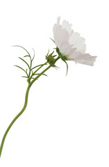 white cosmea (cosmos), side view, isolated on white